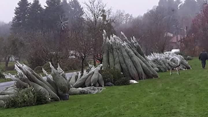 Paquet de sapins emballés