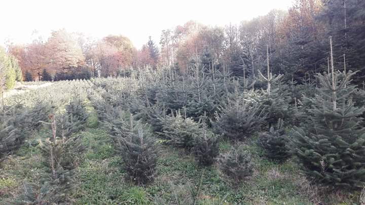 Sapins en train de pousser