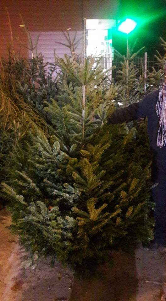 Sapin avec son propriétaire
