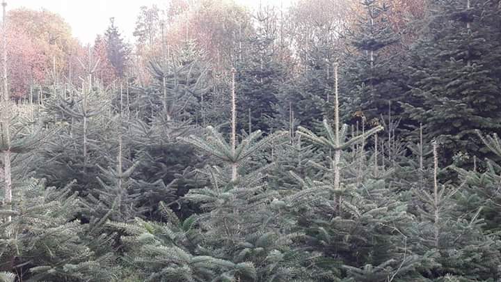Forêt de sapins ayant finis leur croissance