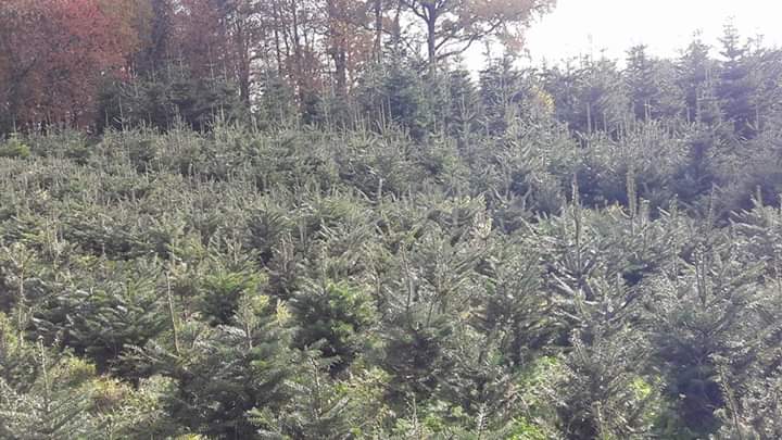 Champ de sapins grandissant