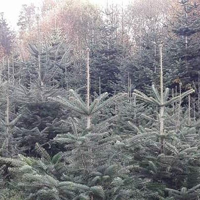Forêt de sapins ayant grandi