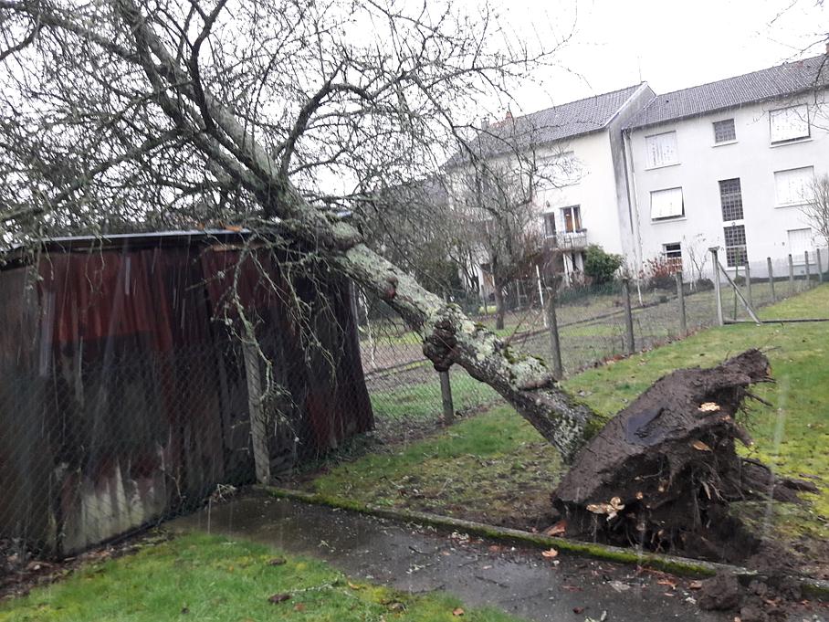 Déracinage d'un arbre