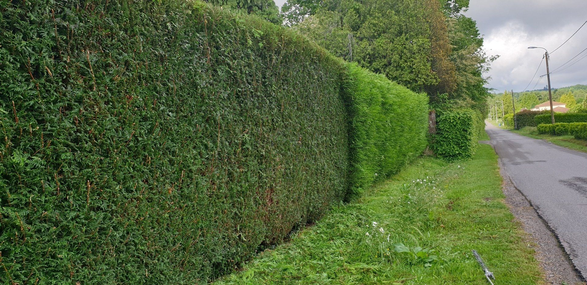 Alignement de haies taillées