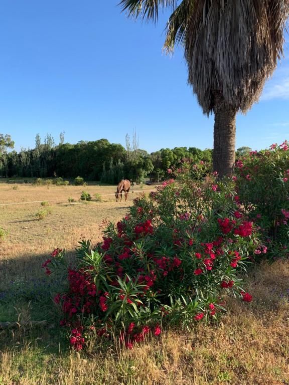 Campo con caballo pastando, arbusto de flores rojas, palmera y cielo azul.