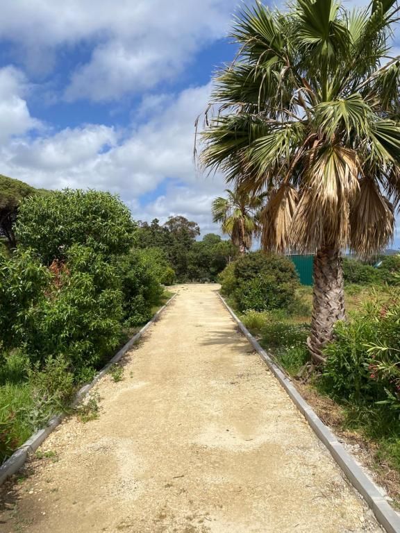 Un camino de arena bordeado de arbustos verdes y una palmera, bajo un cielo azul con nubes.