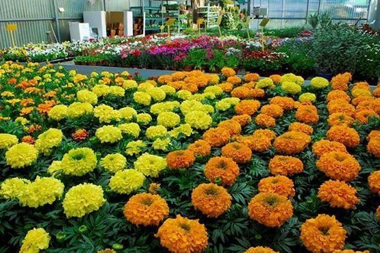 Un campo de flores amarillas y naranjas en un invernadero.