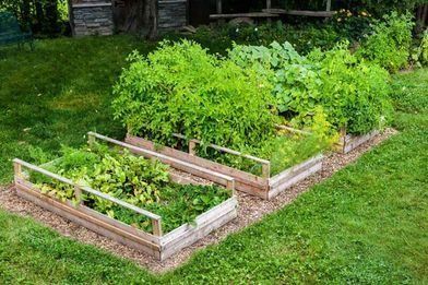 Un jardín con muchas plantas que crecen en cajas de madera en el césped.