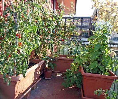 Un balcón lleno de muchas plantas en macetas, incluidos tomates.
