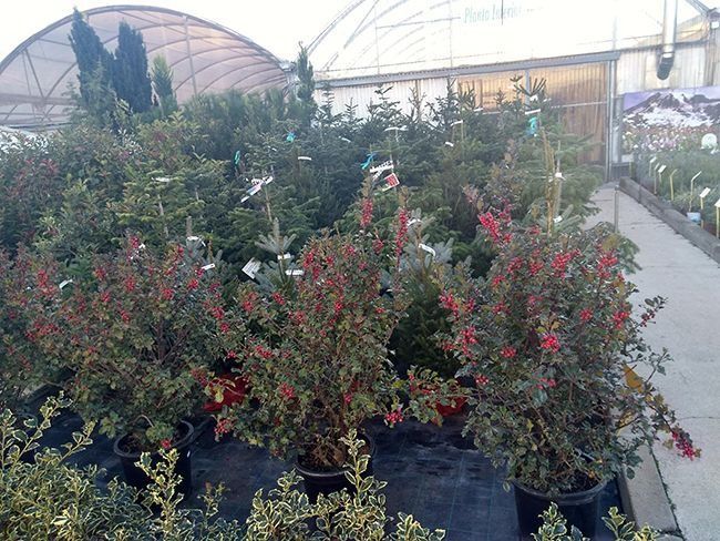 Un invernadero lleno de muchas plantas en macetas con flores rojas.