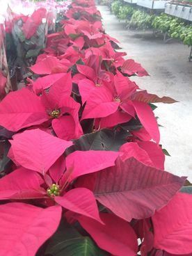 Una hilera de plantas de flor de Pascua rosa en un invernadero.