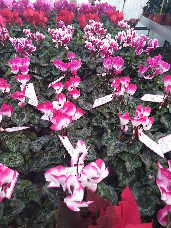 Un ramo de flores rosas y rojas con etiquetas.