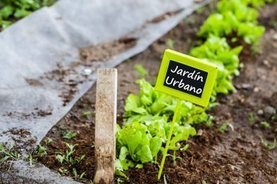 Una hilera de plantas de lechuga creciendo en un jardín con un cartel que dice jardin urbano.