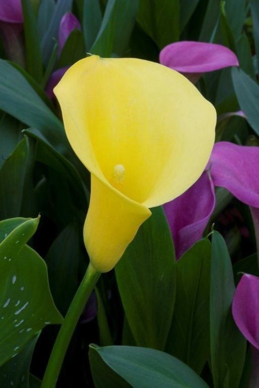 Una flor amarilla está rodeada de flores rosas y hojas verdes.