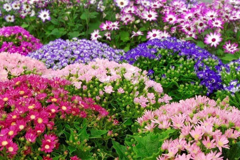 Un montón de flores de diferentes colores crecen en un jardín.