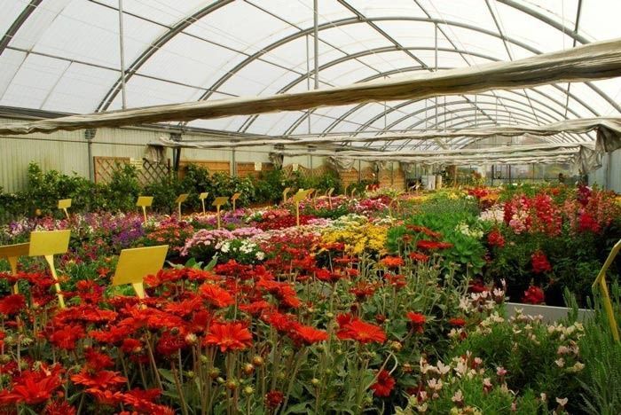 Un invernadero lleno de muchas flores y plantas.