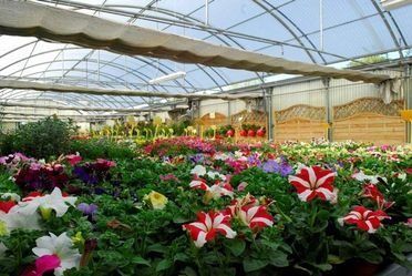 Un invernadero lleno de muchas flores y plantas.