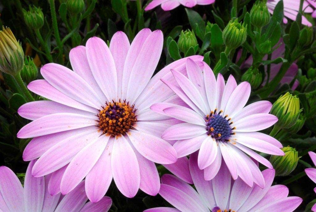 Un primer plano de un ramo de margaritas rosas y blancas.