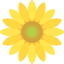 Un girasol amarillo con un centro verde sobre un fondo blanco.