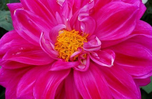 Un primer plano de una flor rosa con un centro amarillo.