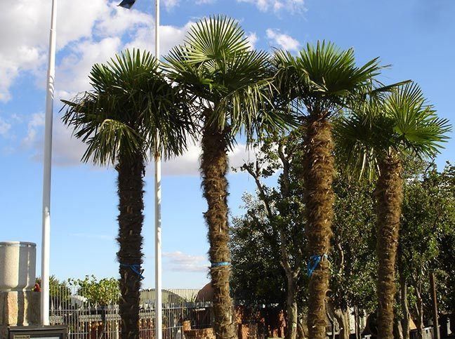 Una hilera de palmeras contra un cielo azul