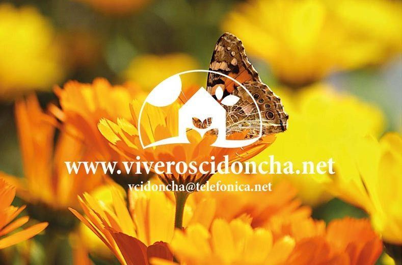 Una mariposa está sentada sobre una flor amarilla con el sitio web www.viveroscidoncha.net