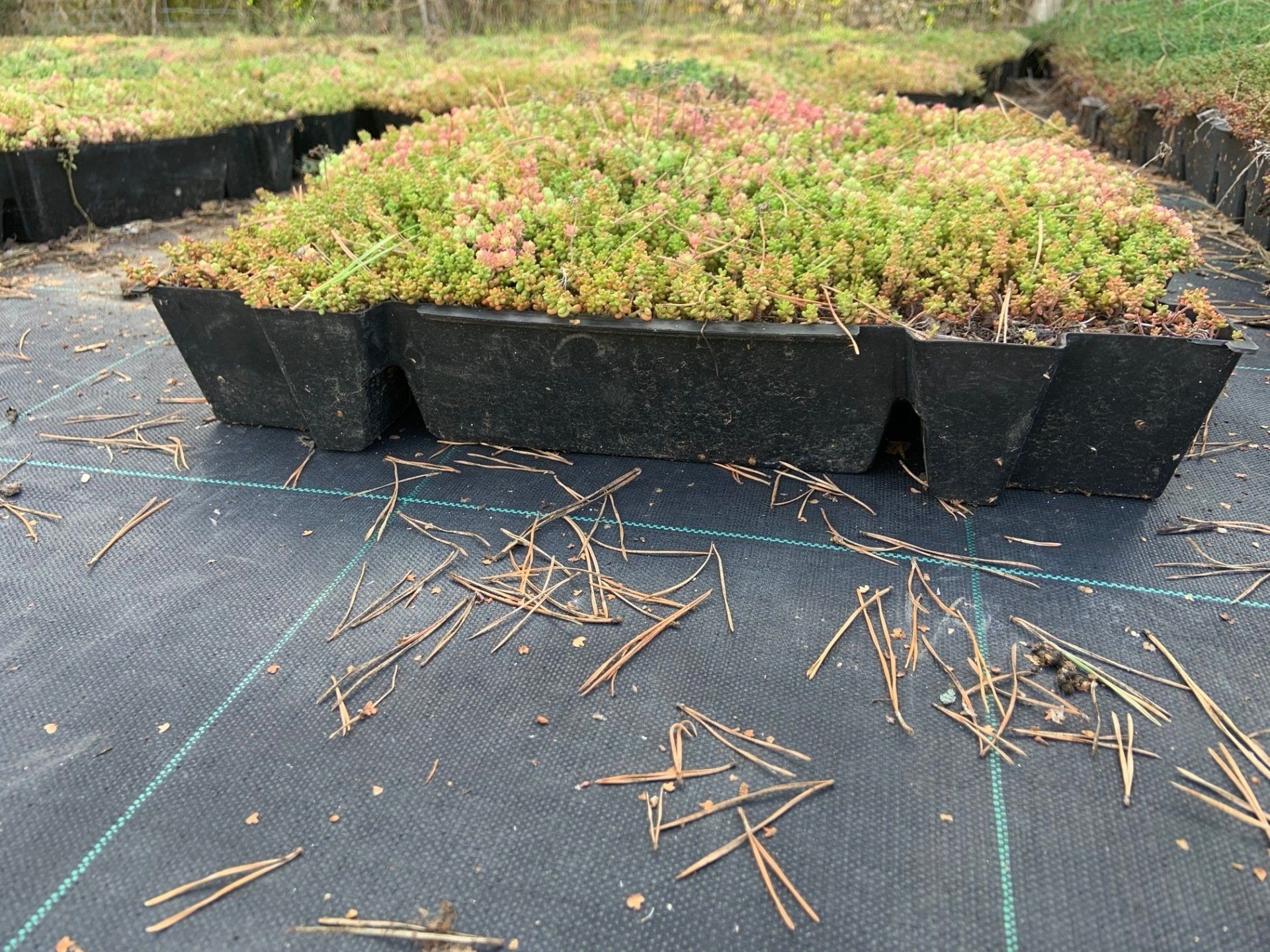 Sedum pour toiture végétalisée