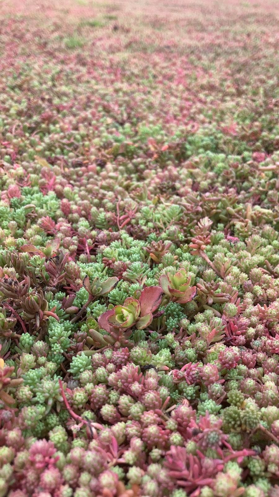 Plantes sedum