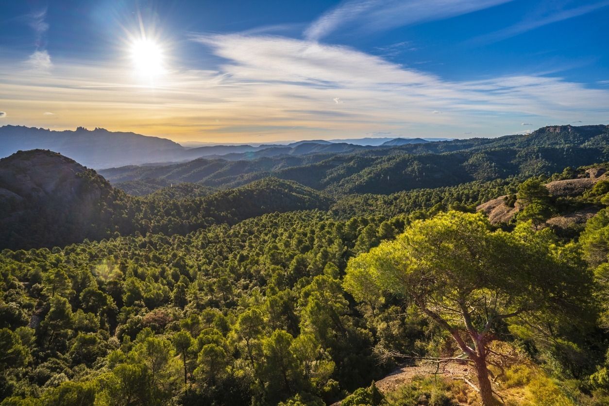 El sol brilla a través de las nubes sobre un exuberante bosque verde.