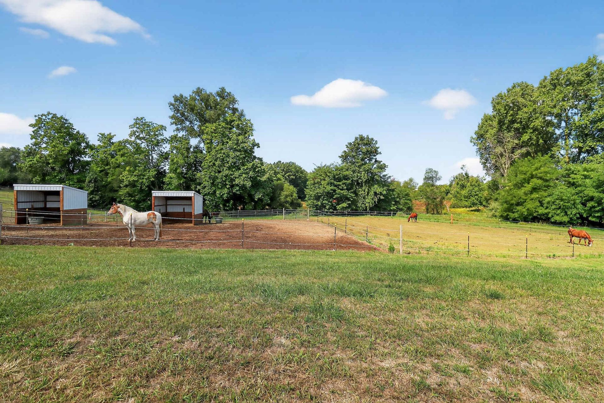 Horses in a grassy field with trees under a blue sky.
