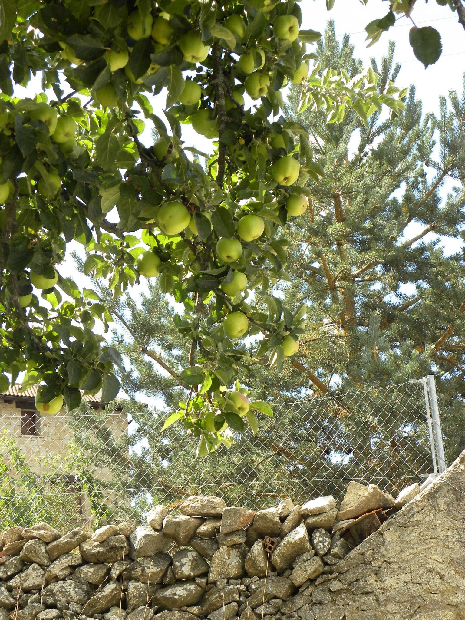 Un árbol con muchas manzanas colgando de él al lado de un muro de piedra.