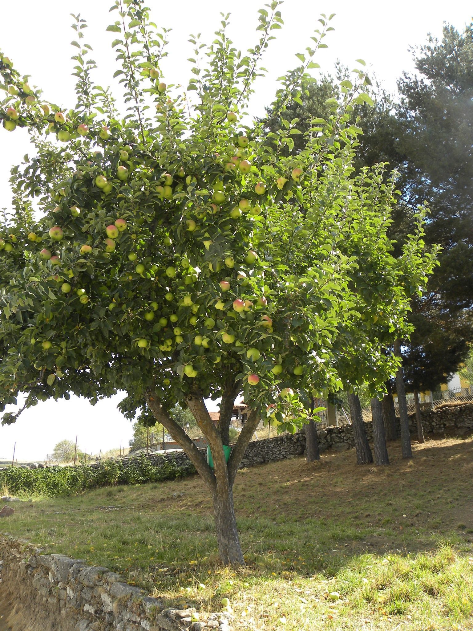 Un árbol con muchas manzanas verdes.