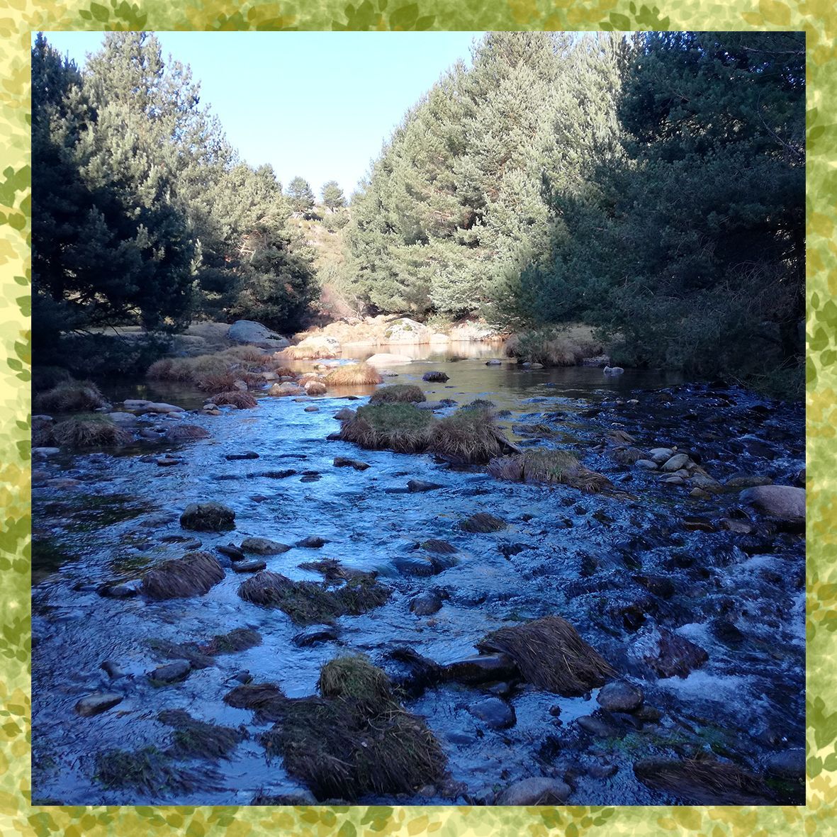 Una imagen de un río rodeado de árboles y rocas.
