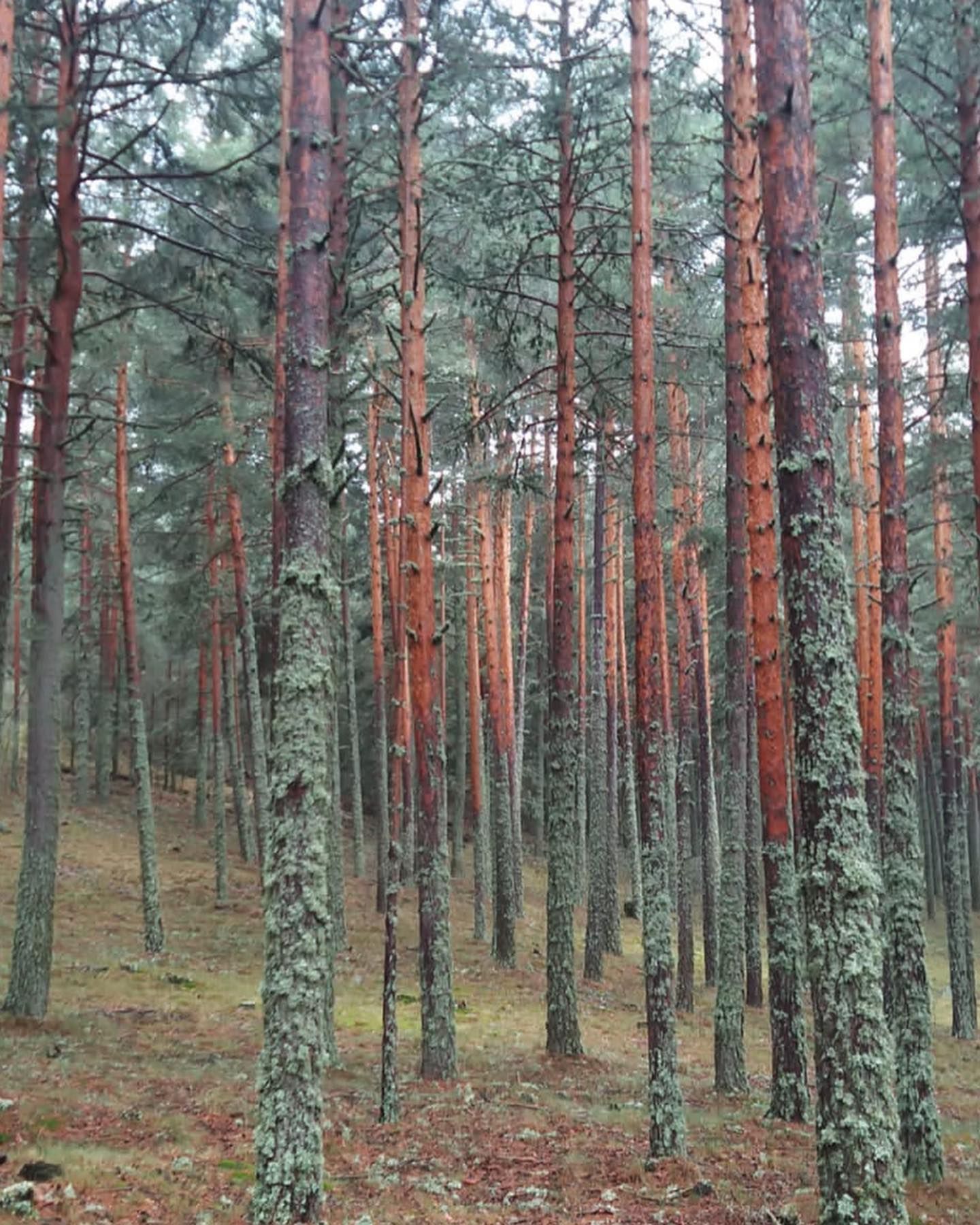 Un bosque lleno de muchos pinos cubiertos de musgo