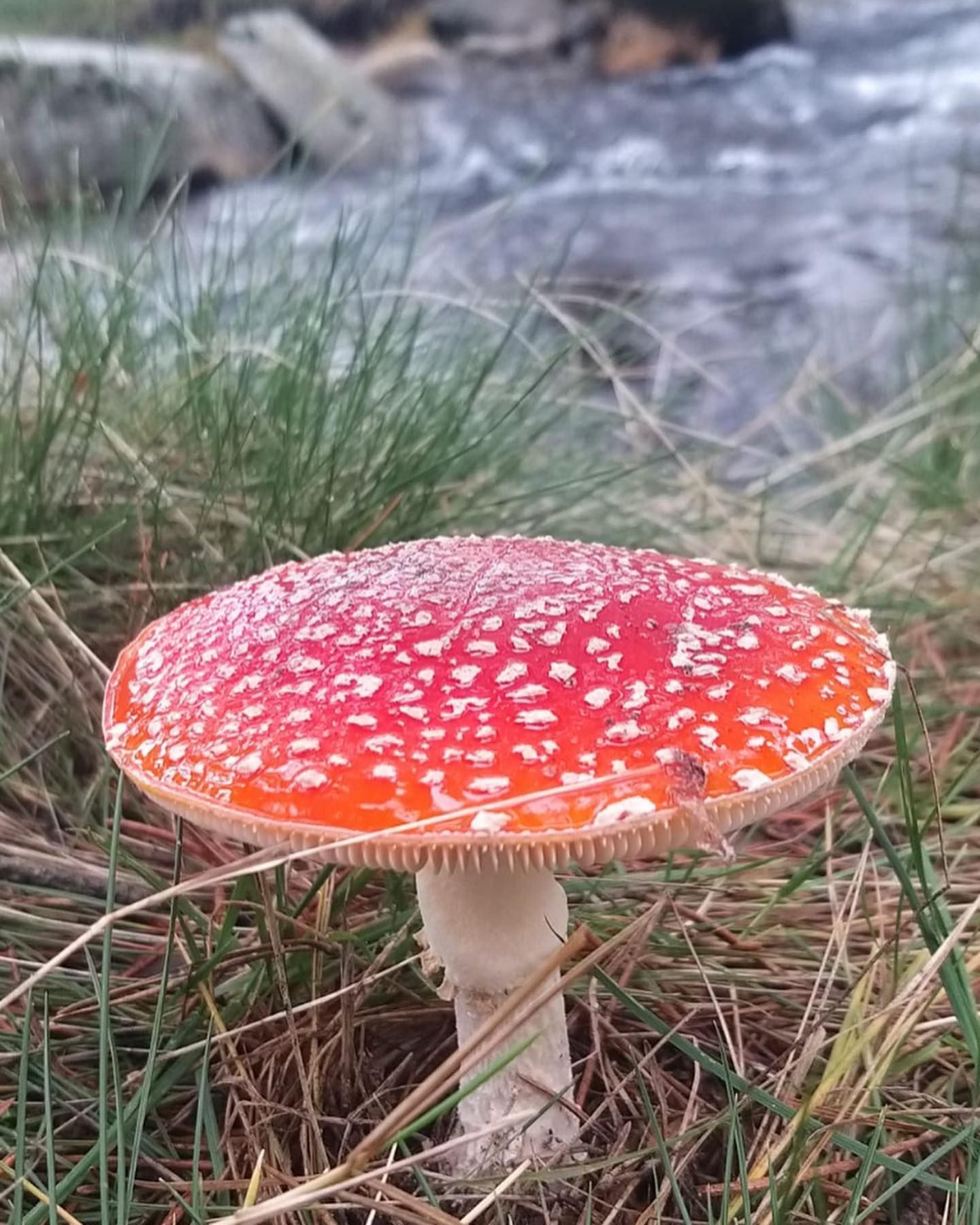Un hongo rojo está creciendo en la hierba cerca de un río.
