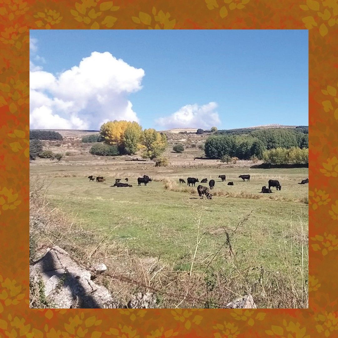 Una imagen de vacas pastando en un campo con árboles al fondo.