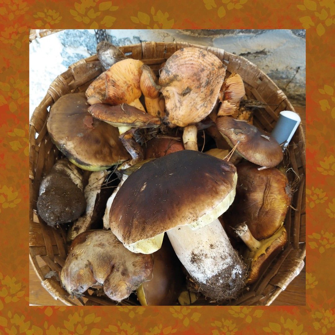 Una cesta llena de diferentes tipos de setas