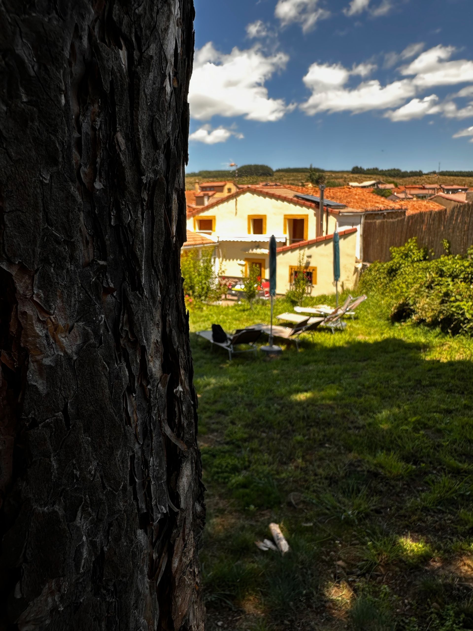 Una vista de una casa a través del tronco de un árbol.