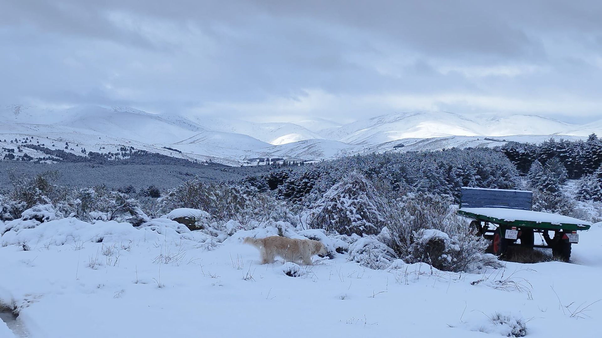 Un perro camina en la nieve cerca de una mesa de picnic.
