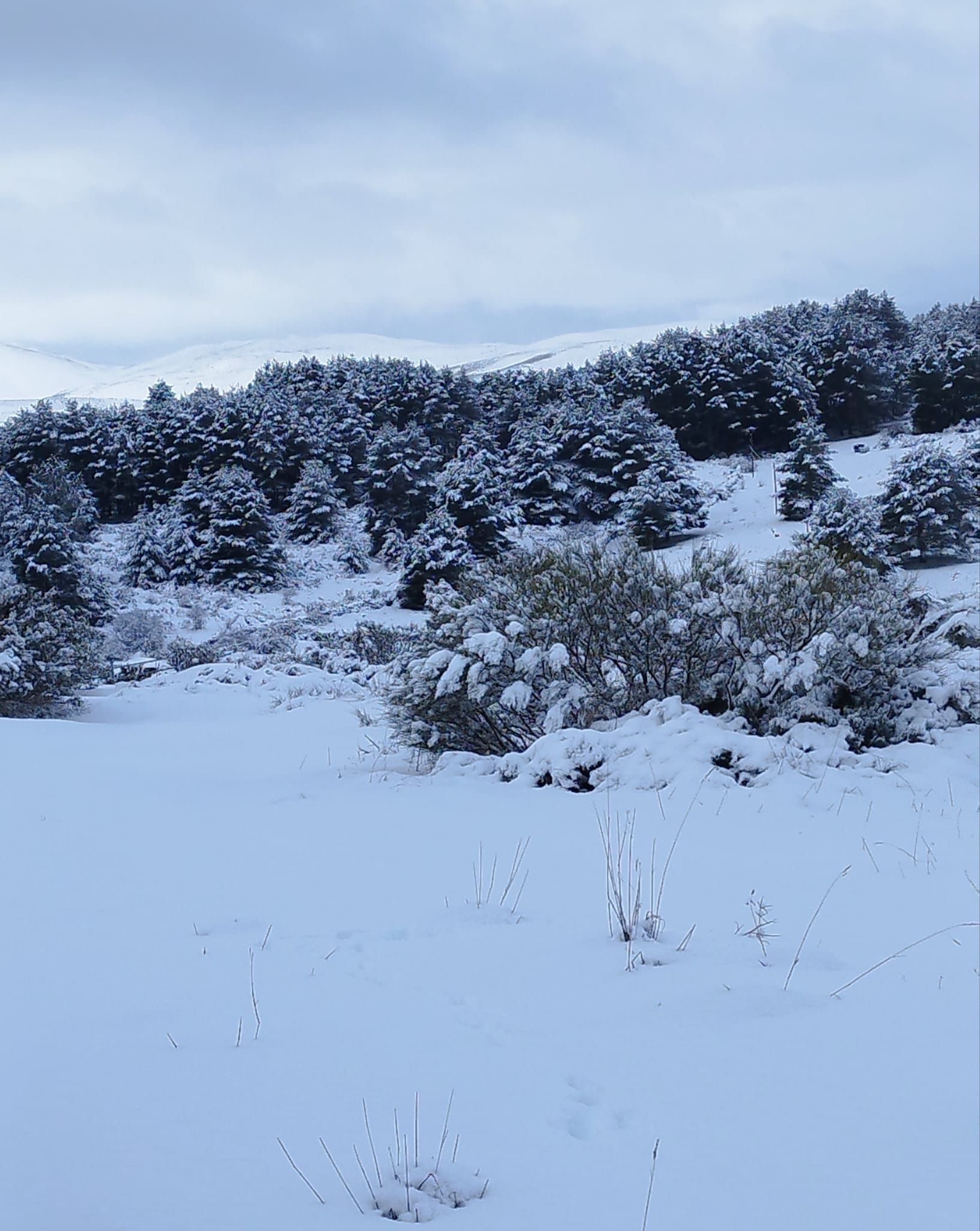 Un campo nevado con árboles y arbustos cubiertos de nieve.
