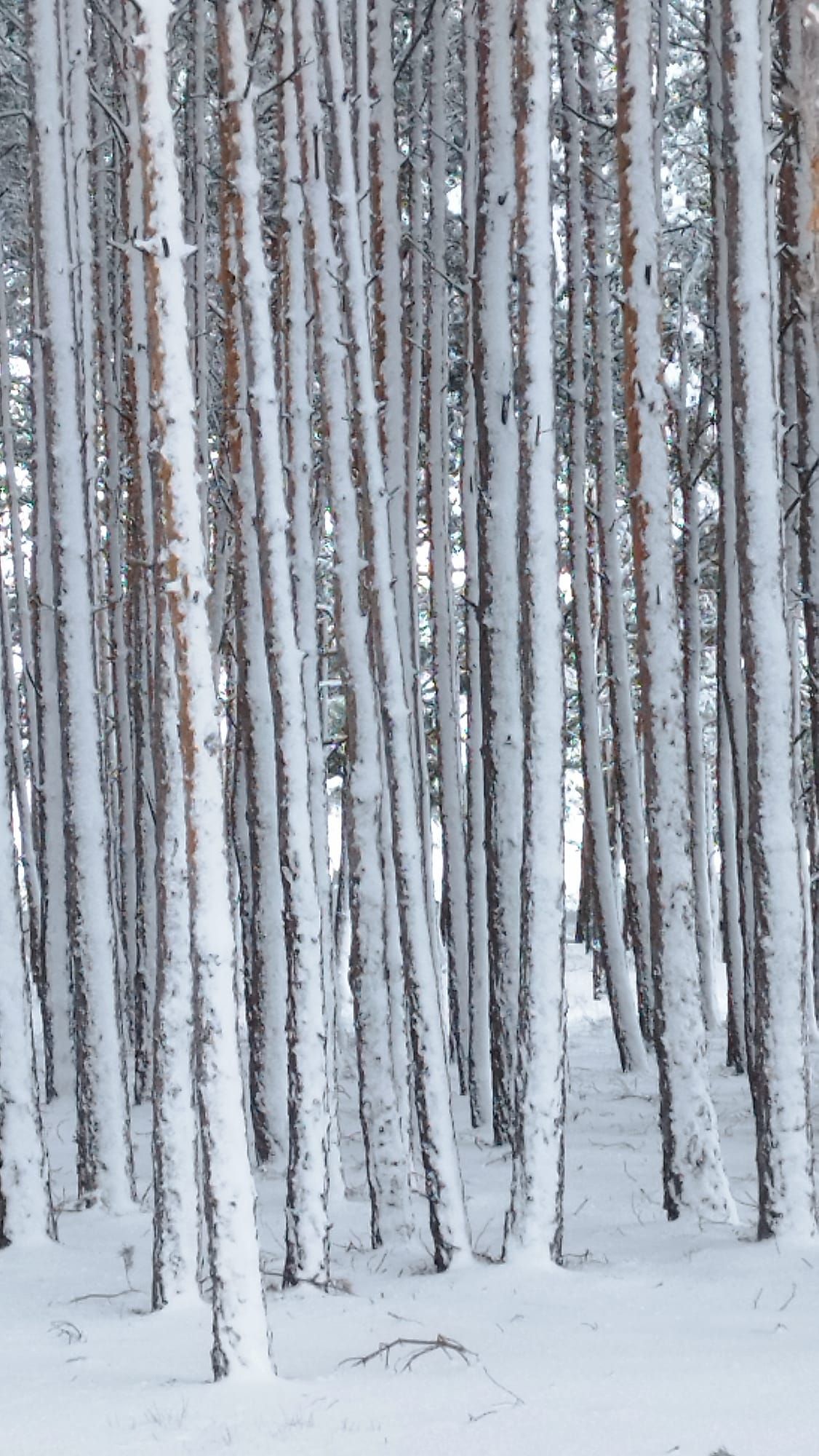 Un bosque nevado con árboles cubiertos de nieve