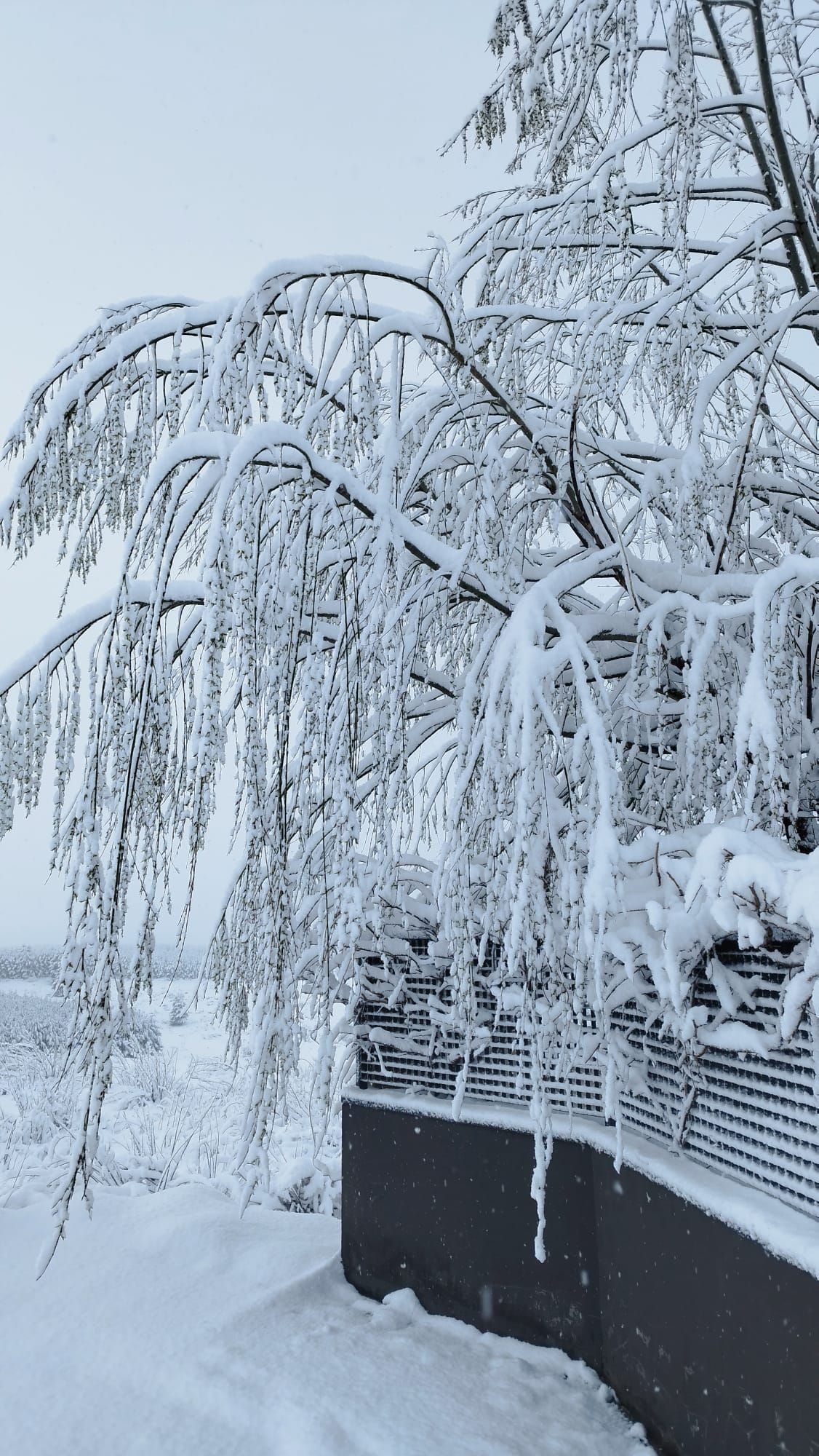 Un bosque nevado con árboles cubiertos de nieve y una valla.
