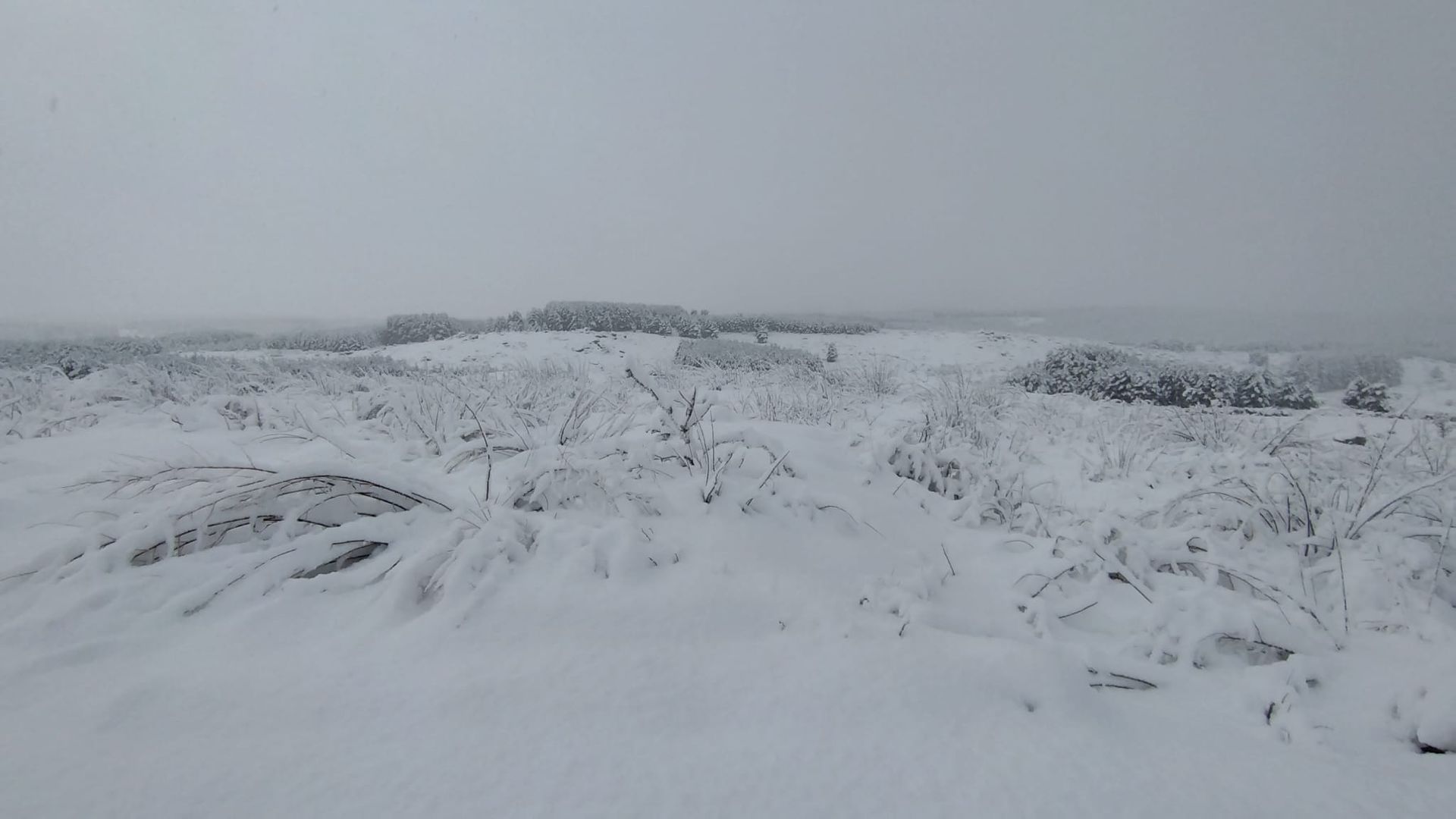 Un paisaje nevado con algunos árboles en la distancia.