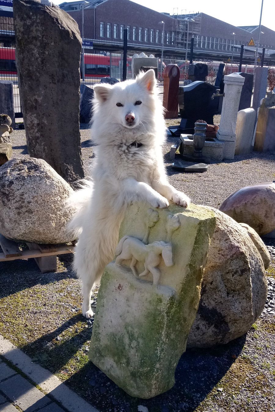 ein weißer hund sitzt auf einem stein mit einem pferd darauf