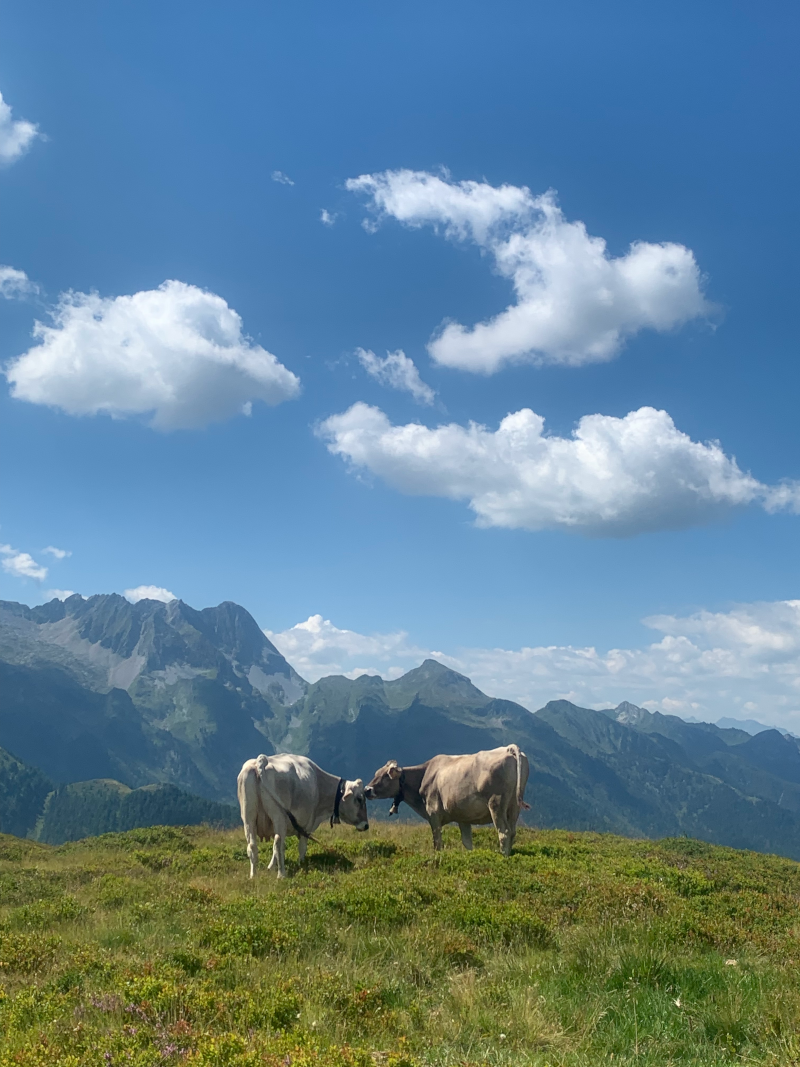 Bergsommer Zillertal Arena