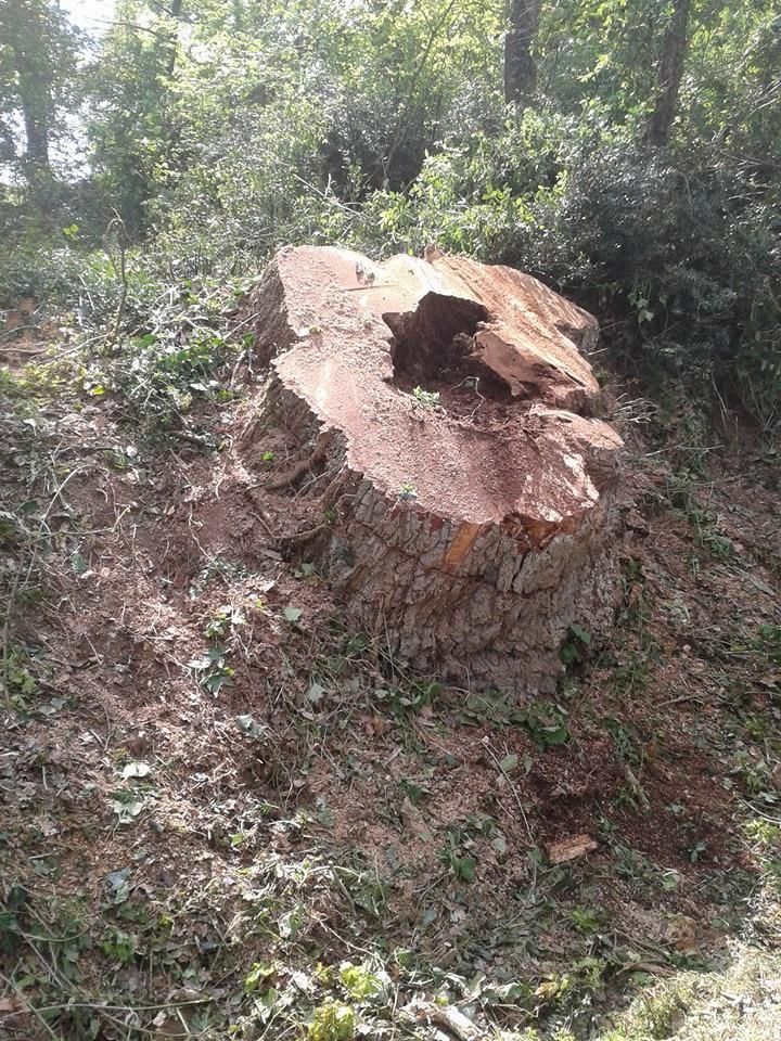 Une souche d'arbre sur un sol en pente