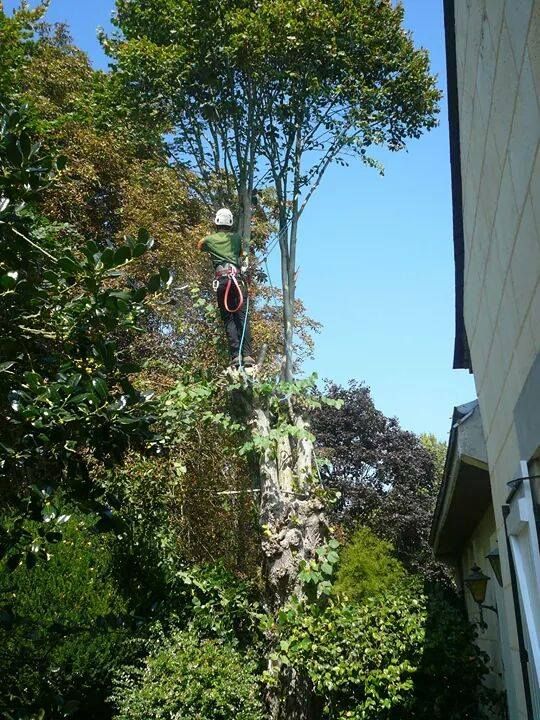 Une personne portant un casque blanc grimpant à un arbre à l'aide d'une corde