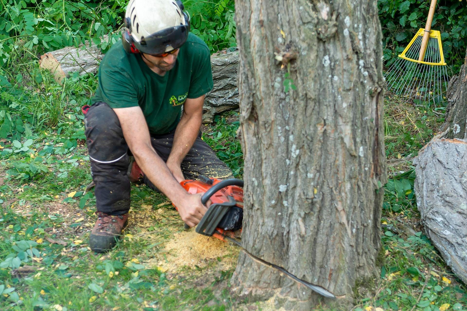 Une personne en train de couper au ras du sol un arbre à l'aide d'une tronçonneuse