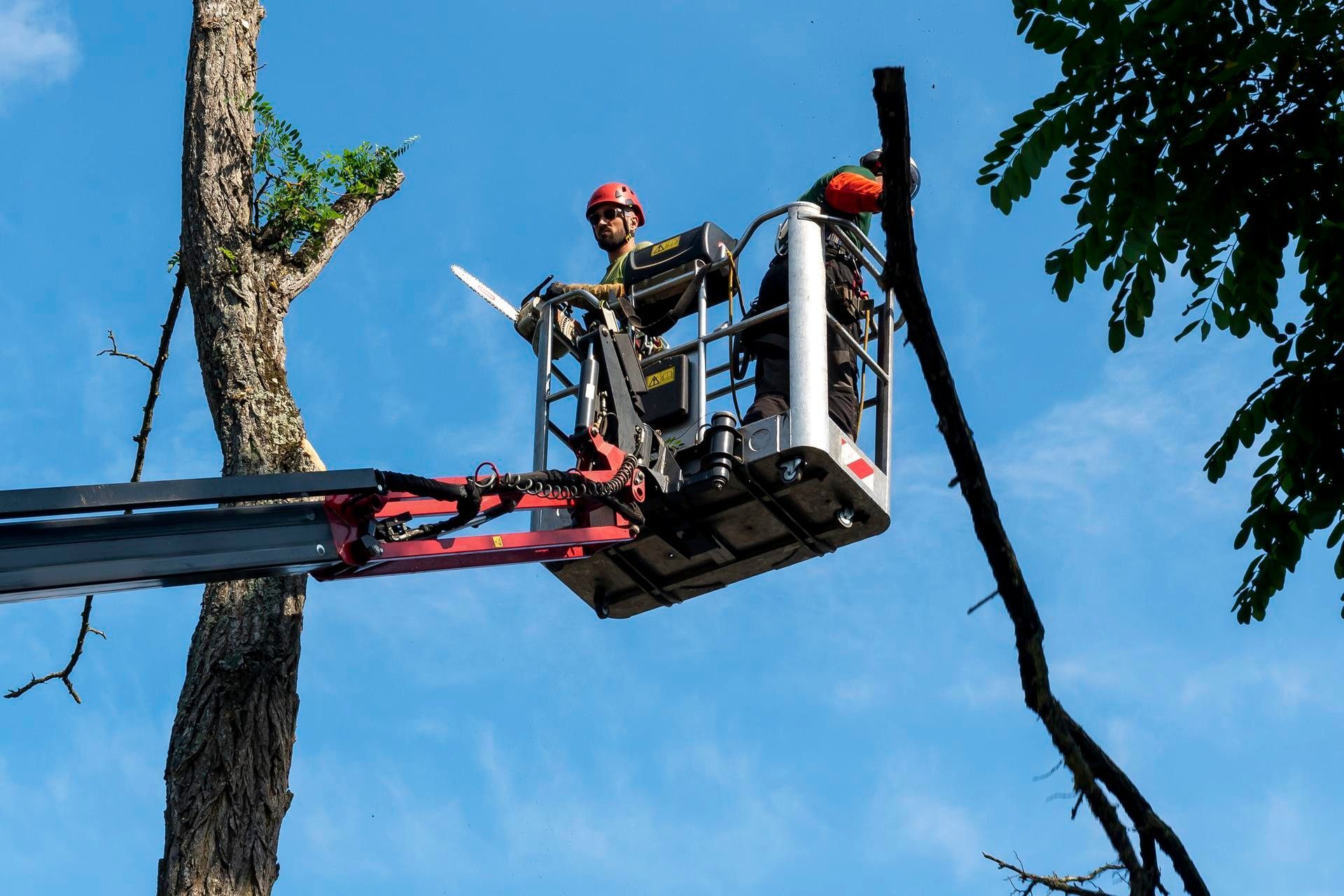 Deux personnes dans une nacelle en hauteur dont l'une tiens une grande branche d'arbre