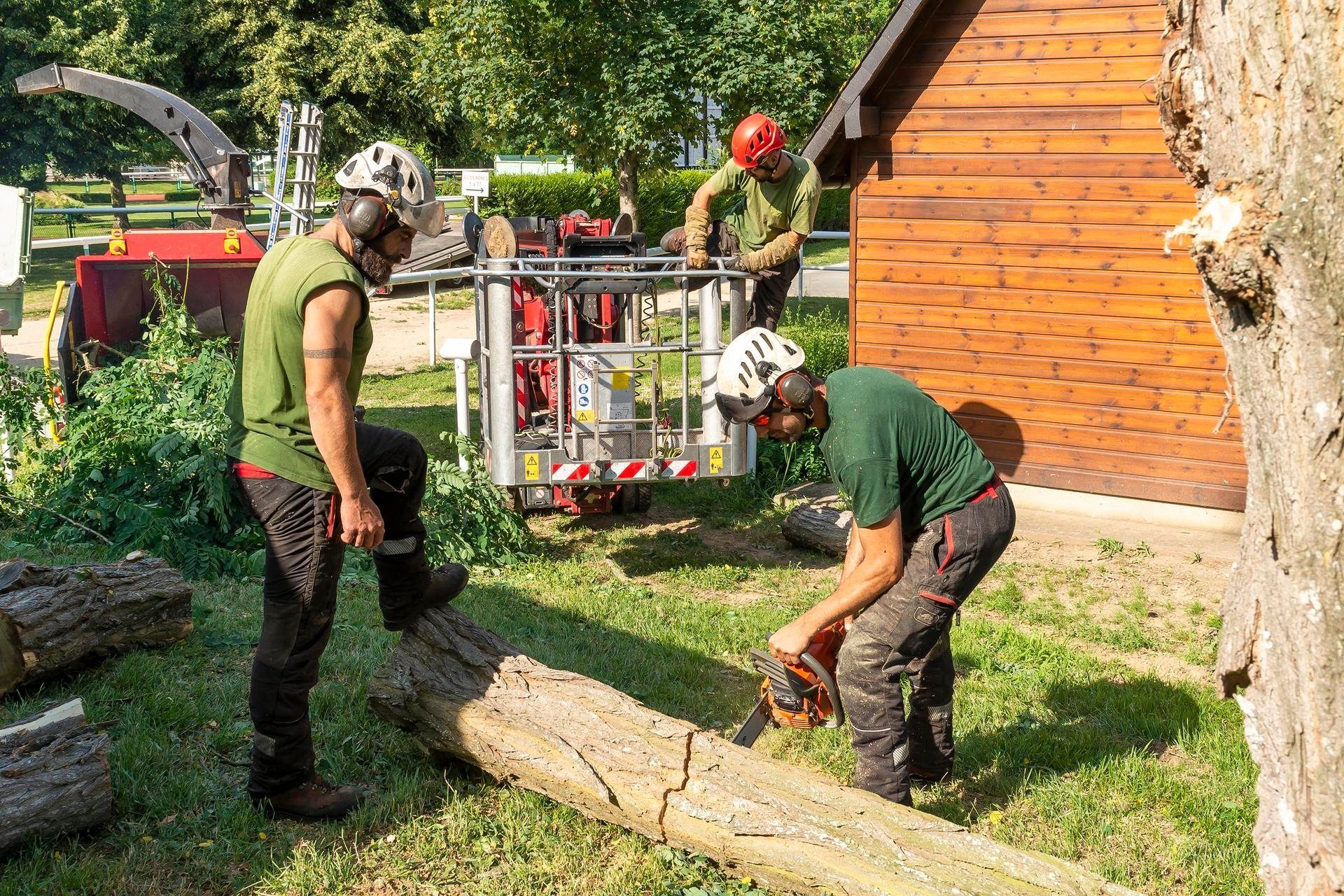 Des ouvriers en train de couper un tronc d'arbre en plusieurs morceaux